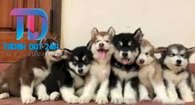 thu mua chó cảnh tại Hà Nội